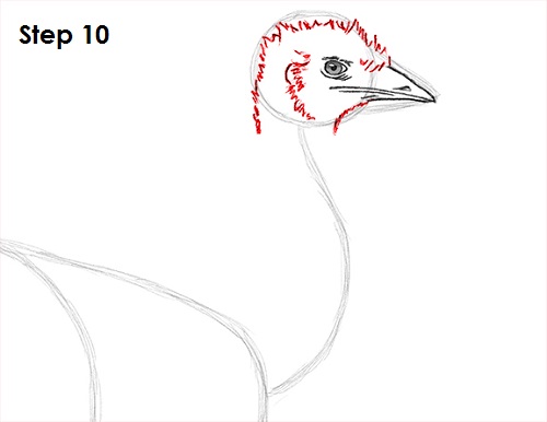 Emu Bird Drawing 10 Draw Emu Bird 10