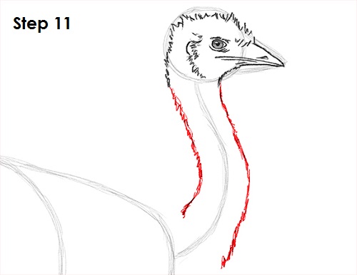 Emu Bird Drawing 11 Draw Emu Bird 11