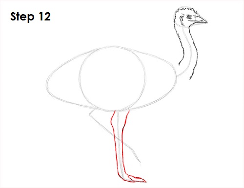 Emu Bird Drawing 12 Draw Emu Bird 12