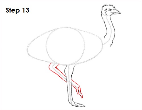 Emu Bird Drawing 13 Draw Emu Bird 13
