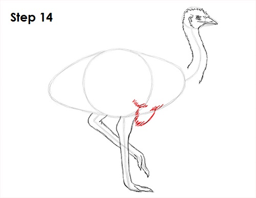 Emu Bird Drawing 14 Draw Emu Bird 14