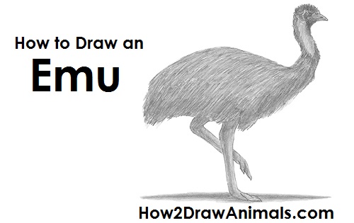 How to Draw an Emu