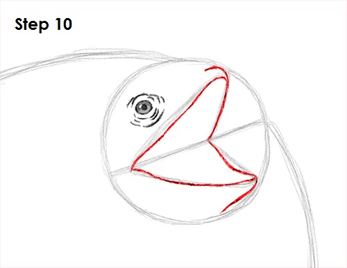 Frilled Neck Lizard Drawing 10 Draw Frilled Neck Lizard 10