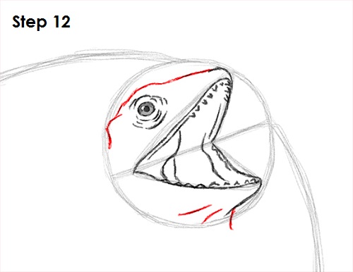 Frilled Neck Lizard Drawing 12 Draw Frilled Neck Lizard 12