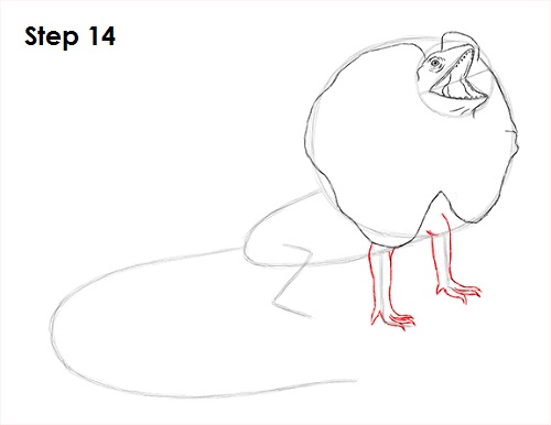 Frilled Neck Lizard Drawing 14 Draw Frilled Neck Lizard 14
