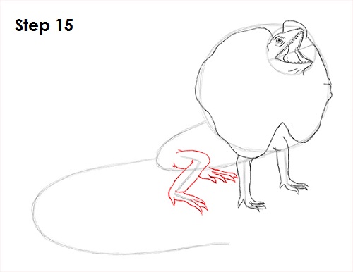 Frilled Neck Lizard Drawing 15 Draw Frilled Neck Lizard 15