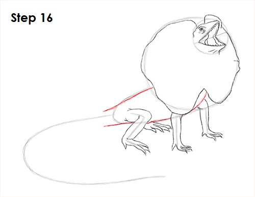 Frilled Neck Lizard Drawing 16 Draw Frilled Neck Lizard 16