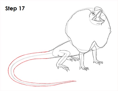 Frilled Neck Lizard Drawing 17 Draw Frilled Neck Lizard 17