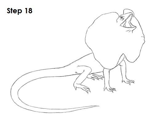 Frilled Neck Lizard Drawing 18 Draw Frilled Neck Lizard 18