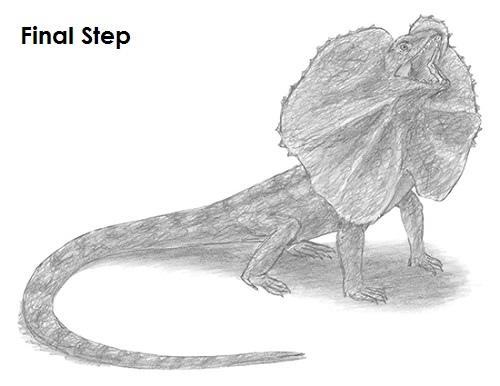 Frilled Neck Lizard Drawing Draw Frilled Neck Lizard