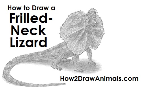 How to Draw a Frilled Neck Lizard How to Draw a Frilled Neck Lizard