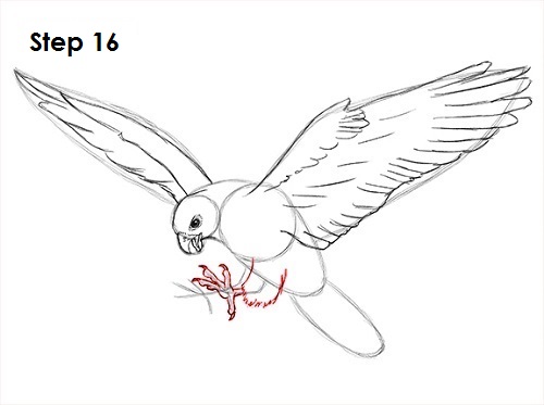Draw a Falcon 16