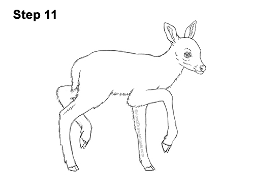 How to Draw a Fawn Baby Deer Walking Side View 11