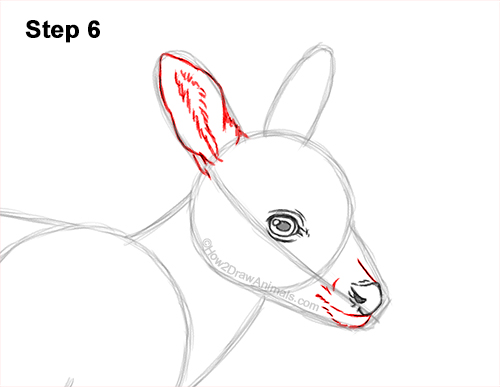 Draw a Fawn Baby Deer Walking 6 How to Draw a Fawn Baby Deer Walking Side View 6