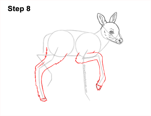 How to Draw a Fawn Baby Deer Walking Side View 8