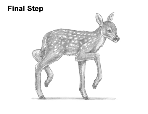 How to Draw a Fawn Baby Deer Walking Side View