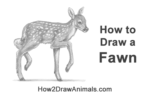Draw a Fawn Baby Deer Walking How to Draw a Fawn Baby Deer Walking Side View