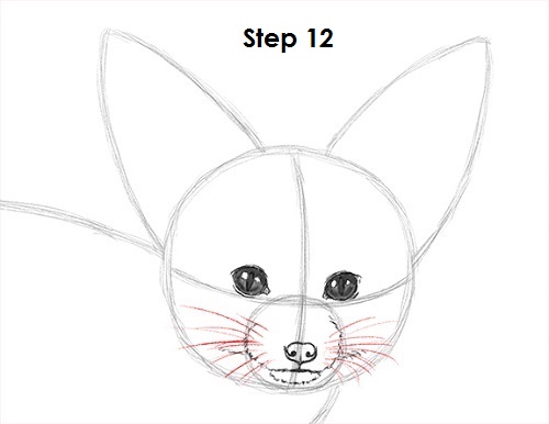 Fennec Fox Drawing 12 Draw Fennec Fox 12