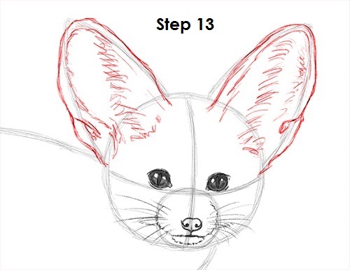 Fennec Fox Drawing 13 Draw Fennec Fox 13