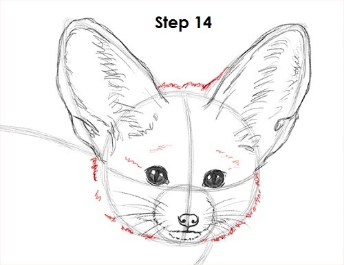 Fennec Fox Drawing 14 Draw Fennec Fox 14