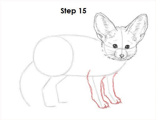 Draw Fennec Fox 15