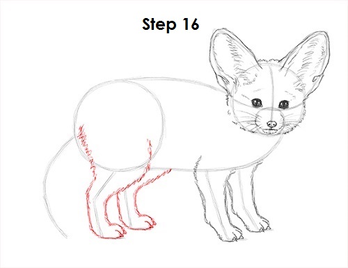 Draw Fennec Fox 16