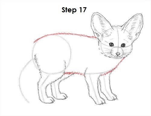 Draw Fennec Fox 17