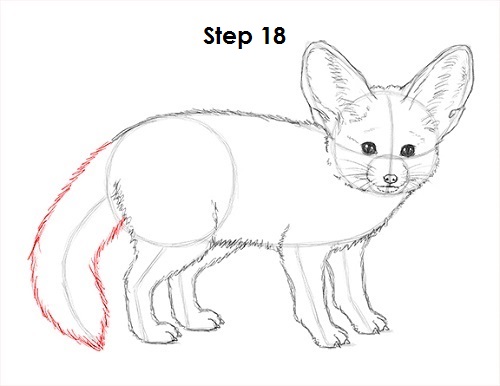 Draw Fennec Fox 18