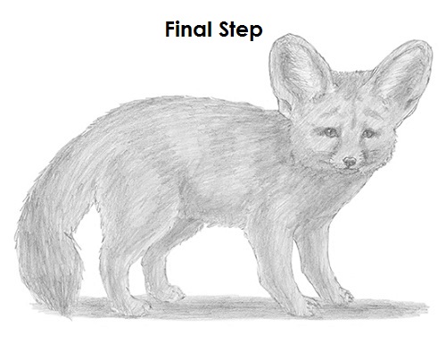 Draw Fennec Fox