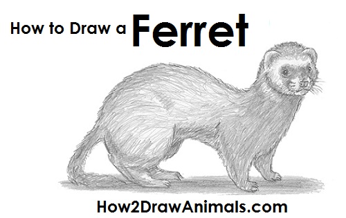 Ferret Drawing Summary Draw Ferret