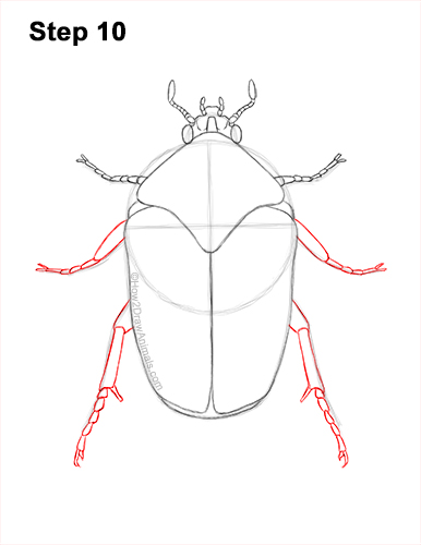 Draw a Figeater Beetle 10 How to Draw a Figeater Fig Beetle June Bug 10