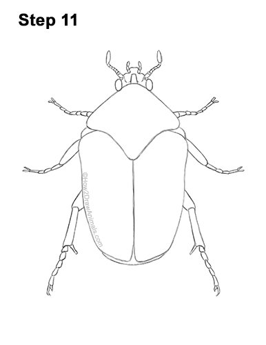 Draw a Figeater Beetle 11 How to Draw a Figeater Fig Beetle June Bug 11