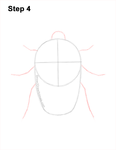 How to Draw a Figeater Fig Beetle June Bug 4