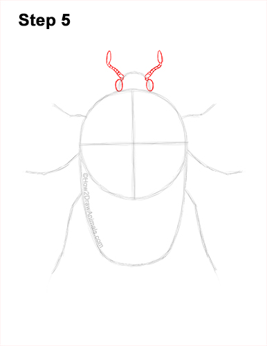 How to Draw a Figeater Fig Beetle June Bug 5