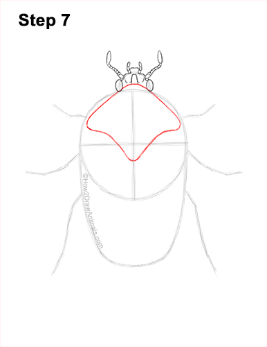 Draw a Figeater Beetle 7 How to Draw a Figeater Fig Beetle June Bug 7