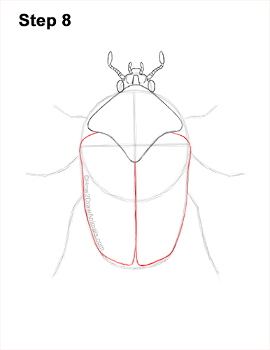 Draw a Figeater Beetle 8 How to Draw a Figeater Fig Beetle June Bug 8