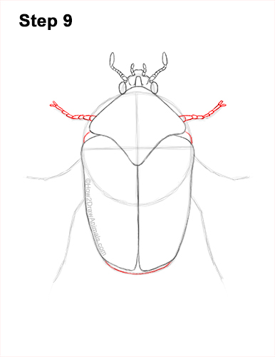Draw a Figeater Beetle 9 How to Draw a Figeater Fig Beetle June Bug 9
