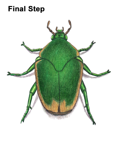 Draw a Figeater Beetle How to Draw a Figeater Fig Beetle June Bug