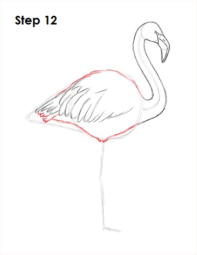 Draw Flamingo Bird 12