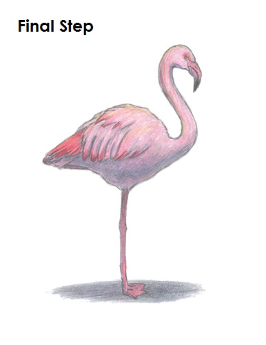 Draw Flamingo Bird