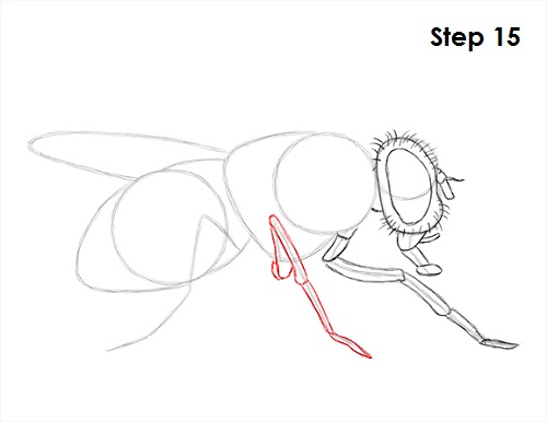 Draw Fly Insect 15