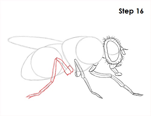 Draw Fly Insect 16