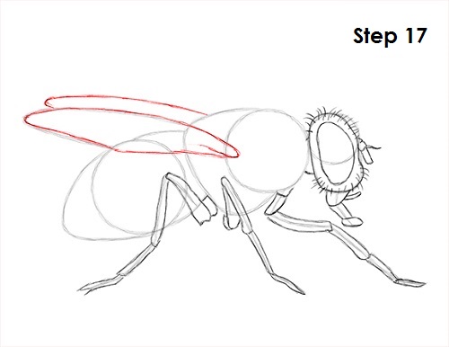 Draw Fly Insect 17