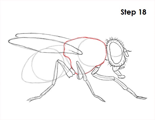 Draw Fly Insect 18