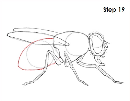 Draw Fly Insect 19