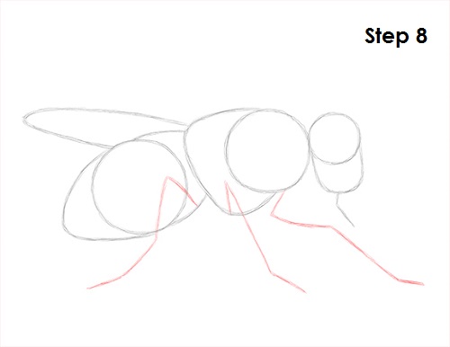 Draw Fly Insect 8