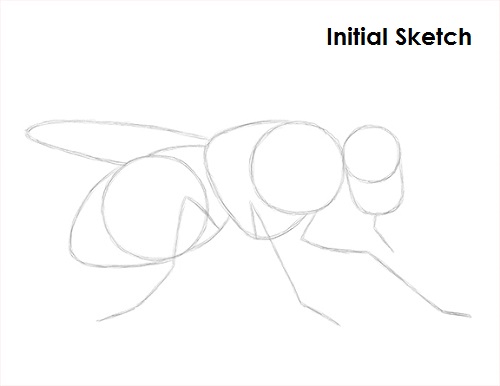 Draw Fly Insect Sketch