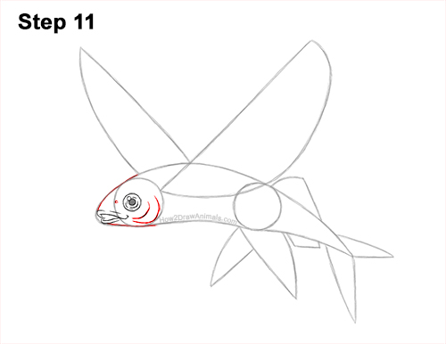 How to Draw a Flying Fish Cod Wings 11