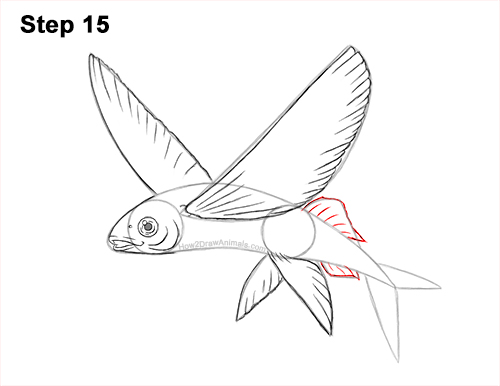 Draw a Flying Fish 15 How to Draw a Flying Fish Cod Wings 15