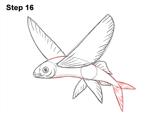 Draw a Flying Fish 16 How to Draw a Flying Fish Cod Wings 16